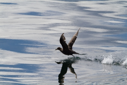 Giant Petrel Giant Petrel