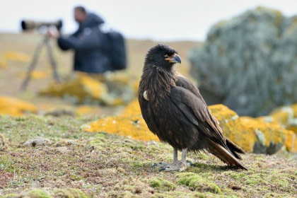 Falklandkarakara Falklandkarakara