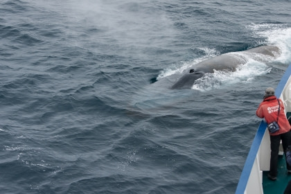 Blue Whale Blue Whale