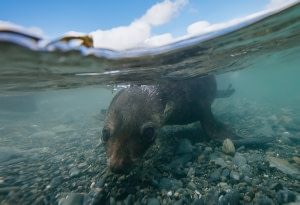 Antarctic Fur Seal Antarctic Fur Seal