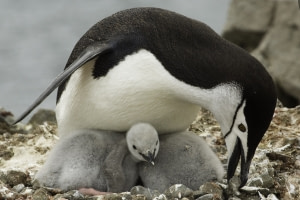 Chinstrap Penguin Chinstrap Penguin