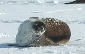 Weddell Seal Weddell Seal