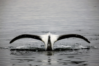 Bowhead Whale Bowhead Whale