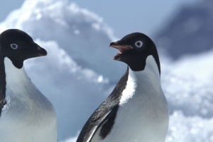 Adelie Penguin Adelie Penguin