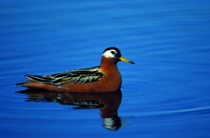 Grey Phalarope Grey Phalarope