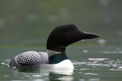 Common Loon Common Loon