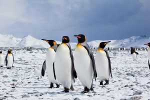 King Penguin King Penguin