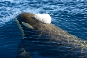 Killer Whale Killer Whale