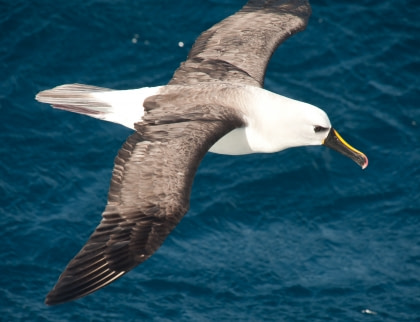 Atlantic Yellow-Nosed Albatross Atlantic Yellow-Nosed Albatross