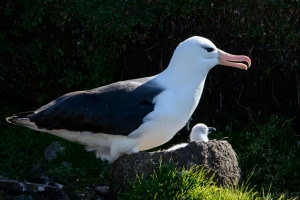 Saunders Island Saunders Island