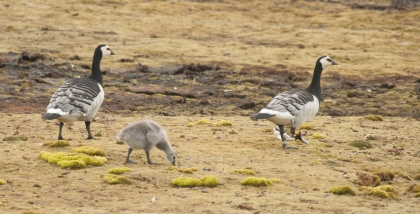 Barnacle Goose Barnacle Goose