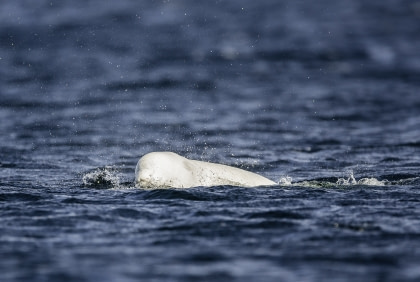 Beluga Whale Beluga Whale