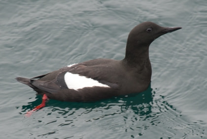 Black Guillemot Black Guillemot