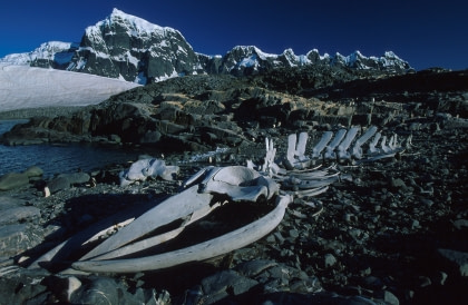 Antarctic Peninsula History Antarctic Peninsula History