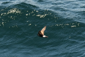 Wilson's Storm Petrel Wilson's Storm Petrel