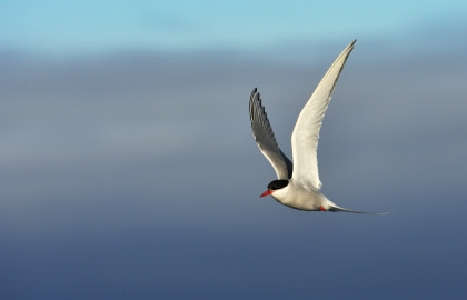 Arctic Tern Arctic Tern
