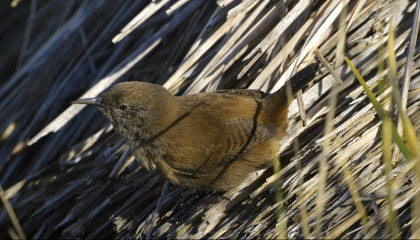 Cobb’s Wren Cobb’s Wren