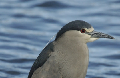 Black-Crowned Night Heron Black-Crowned Night Heron