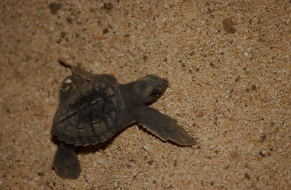 Ascension Island