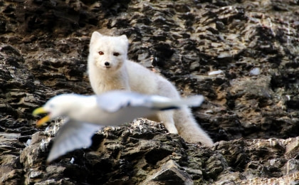 Arctic Fox Arctic Fox