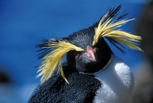 Rockhopper Penguin Rockhopper Penguin