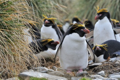 Goldschopfpinguin Goldschopfpinguin