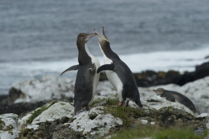 Gelbaugenpinguin Gelbaugenpinguin