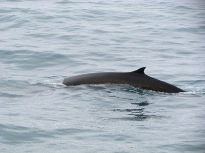 Fin Whale Fin Whale