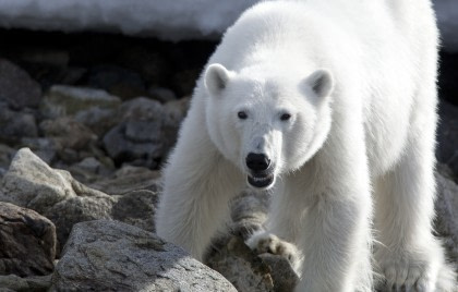 Eisbär Eisbär
