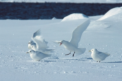 Elfenbeinmöwe Elfenbeinmöwe