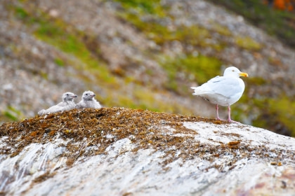 Glaucous Gull Glaucous Gull