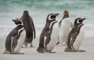 Magellanic Penguin Magellanic Penguin