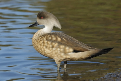 Crested Duck Crested Duck