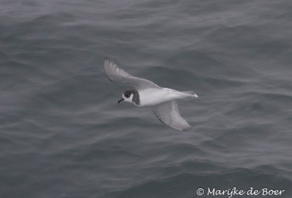Blue Petrel Blue Petrel