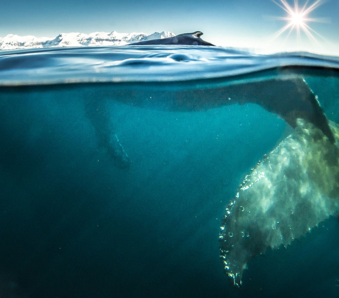 Humpback, South Georgia  © Fotografie Dietmar Denger-Oceanwide Expeditions231.jpg