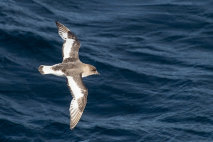 Antarctic Petrel Antarctic Petrel