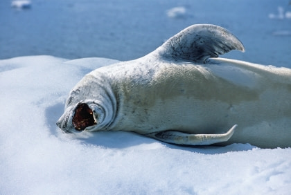 Crabeater Seal Crabeater Seal