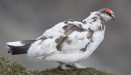 Alpenschneehuhn Alpenschneehuhn