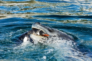 Leopard Seal Leopard Seal