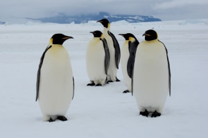 In search for the Emperor penguin In search for the Emperor penguin