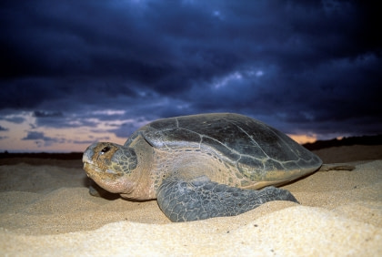 Green Turtle Green Turtle