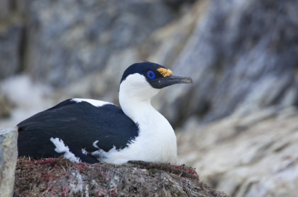 Antarctic Shag Antarctic Shag