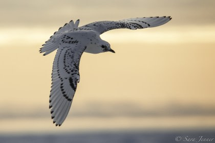 Birding Birding