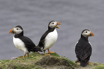 Atlantic puffin Atlantic puffin