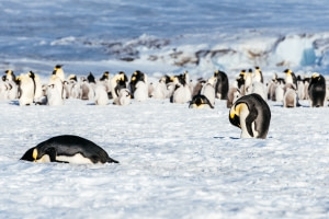 Emperor Penguin Emperor Penguin