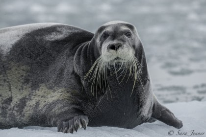 Bearded Seal Bearded Seal