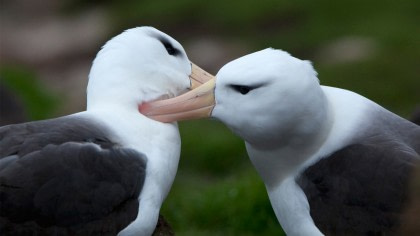 Black-browed Albatross Black-browed Albatross