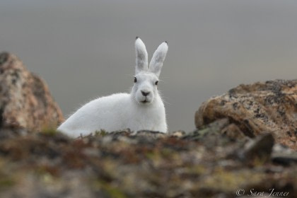 Arctic Hare Arctic Hare