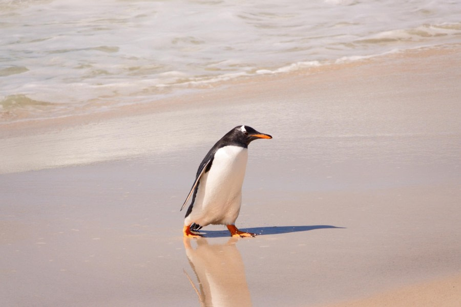 happy gentoo
