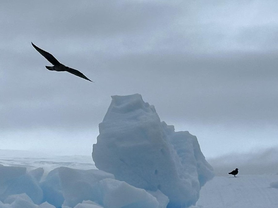 Weddell Sea